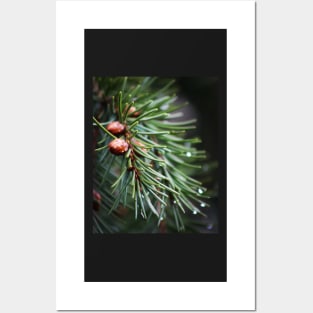 Fir tree Posters and Art